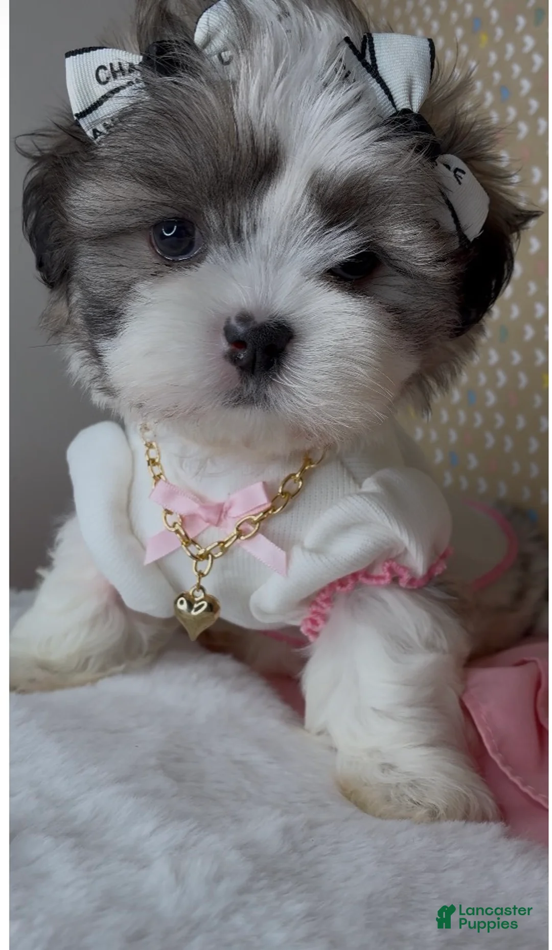 Malshi dogs for sale: Bella Monroe  - Ad 1