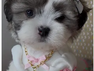 Malshi dogs Bella Monroe - Ad 9