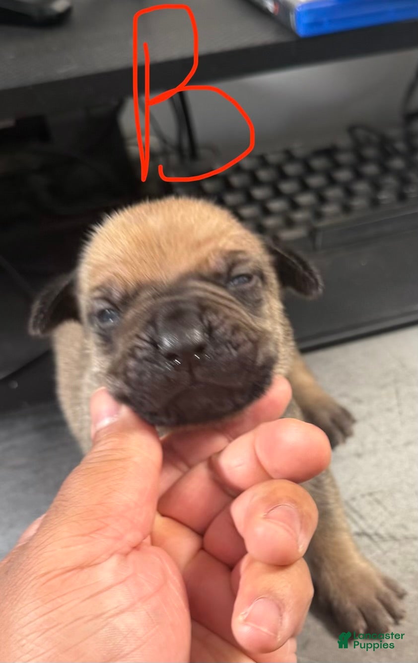 Cane Corso dogs Loki - Ad 1