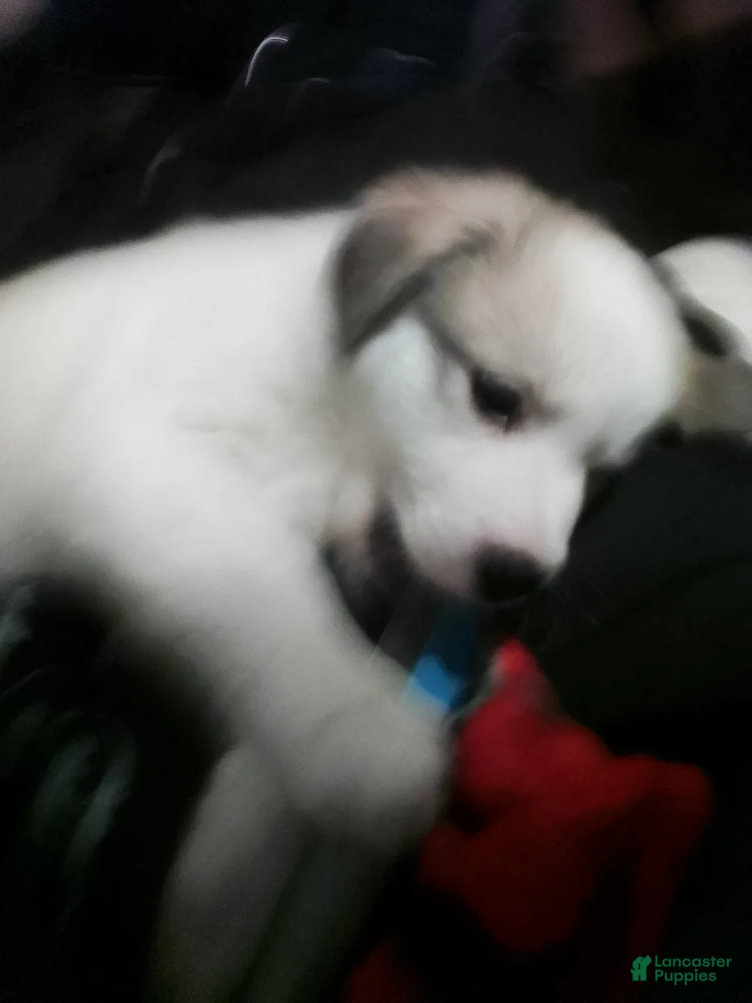 Mixed Breed dogs for sale: Mixed Breed Puppy 1 - Ad 21