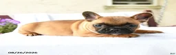 French Bulldog dogs for sale: Kieran - Ad 2