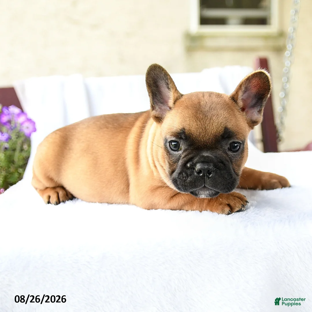 French Bulldog dogs for sale: Kieran - Ad 2