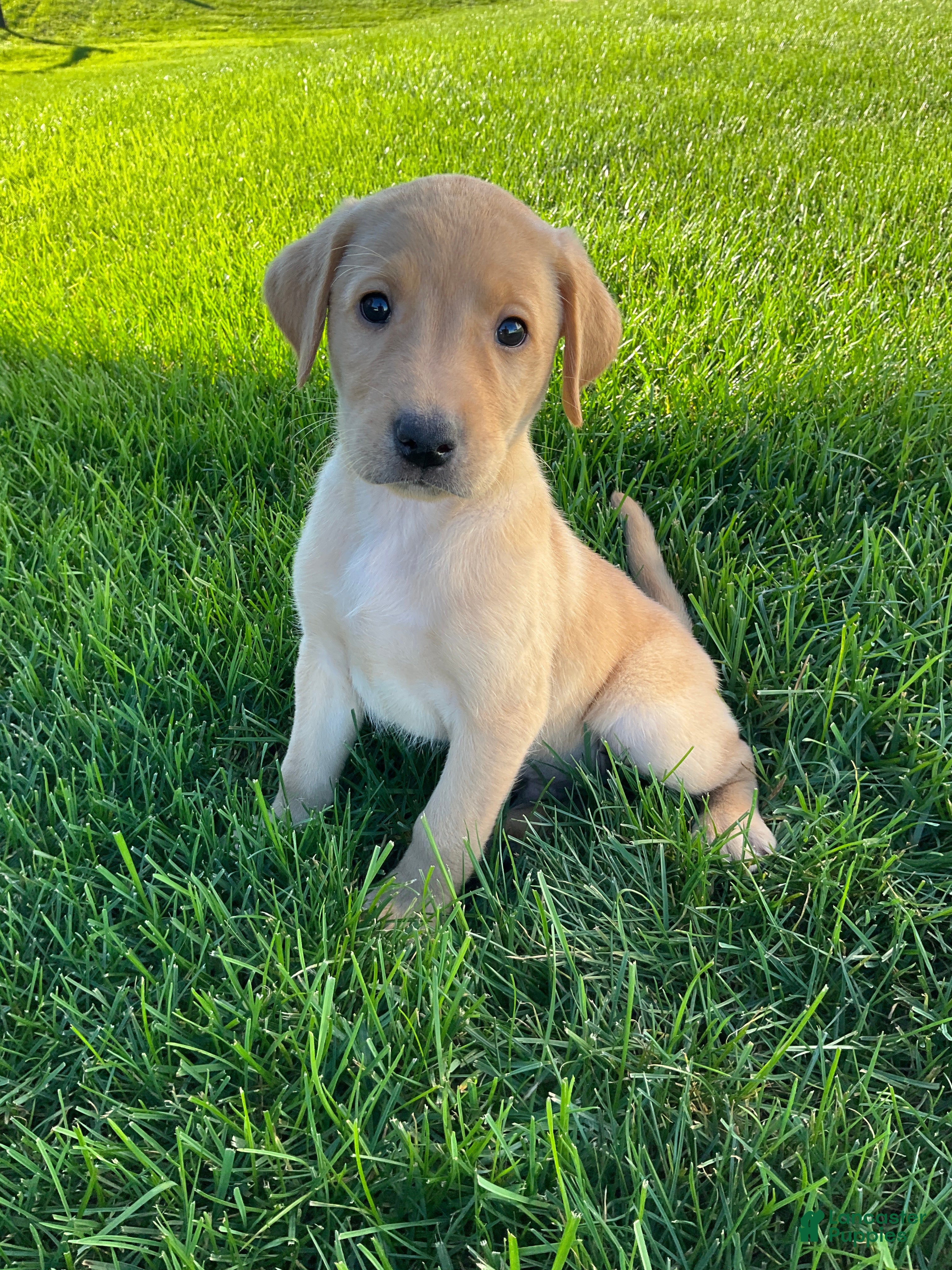 Labrador Retriever dogs Silas - Ad 1