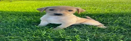 Labrador Retriever dogs for sale: Silas - Ad 1