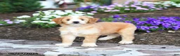 Mini Bernedoodle dogs for sale: Patrick - Ad 1