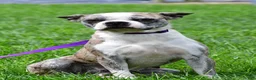 Boston Terrier dogs for sale: Liberty - Ad 3