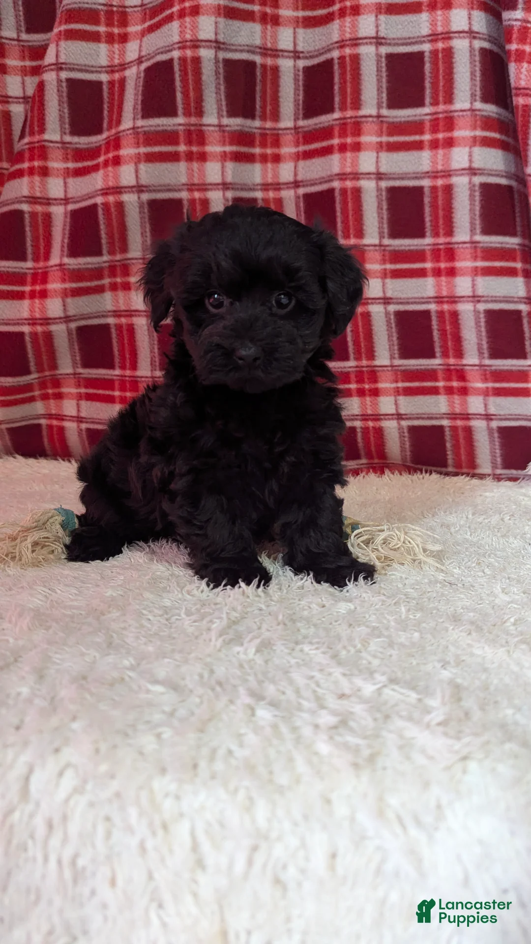 Yorkiepoo dogs for sale: Theo - Ad 9