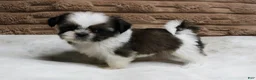 Shih Tzu dogs for sale: Missy - Ad 5