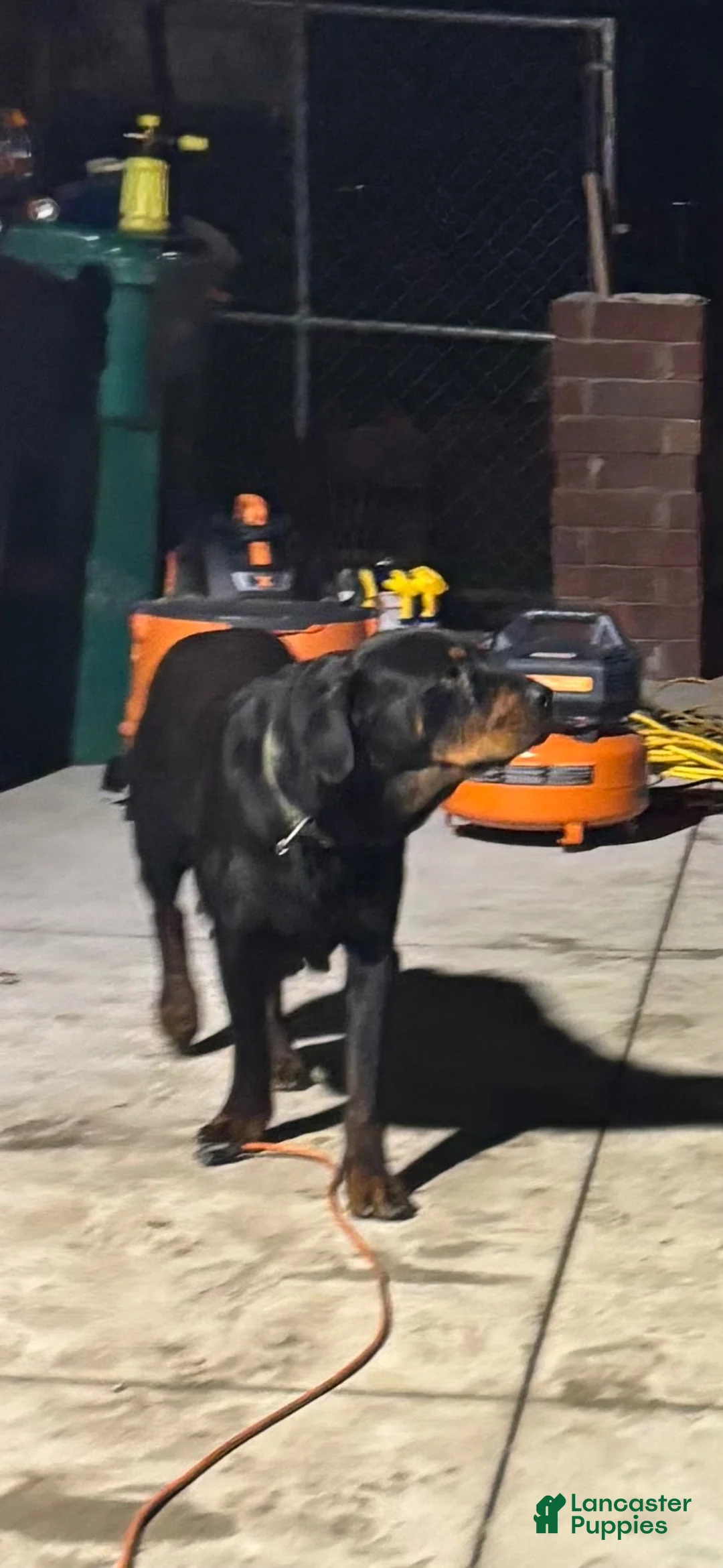 Rottweiler dogs for sale: Rottweiler 1 - Ad 3