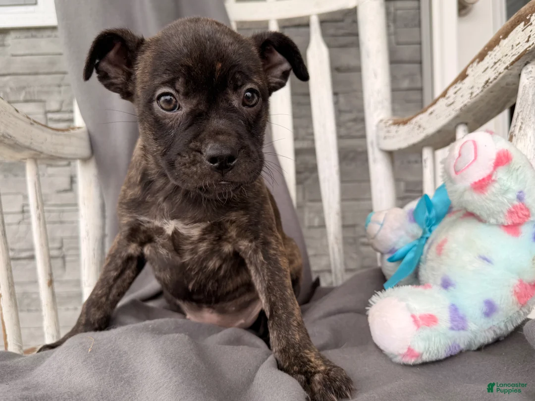 Mixed Breed dogs for sale: Windsong - Ad 1