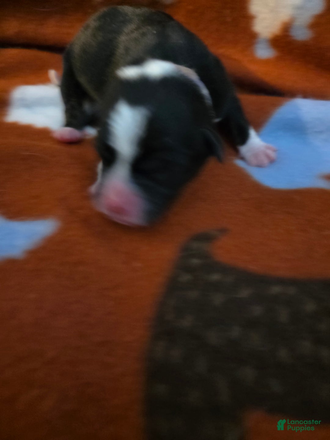 Mixed Breed dogs for sale: Blue - Ad 9