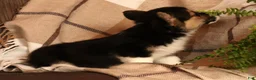 Welsh Corgi Pembroke dogs for sale: Jodi - Ad 7