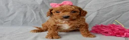 Cavapoo dogs for sale: Penny - Ad 6