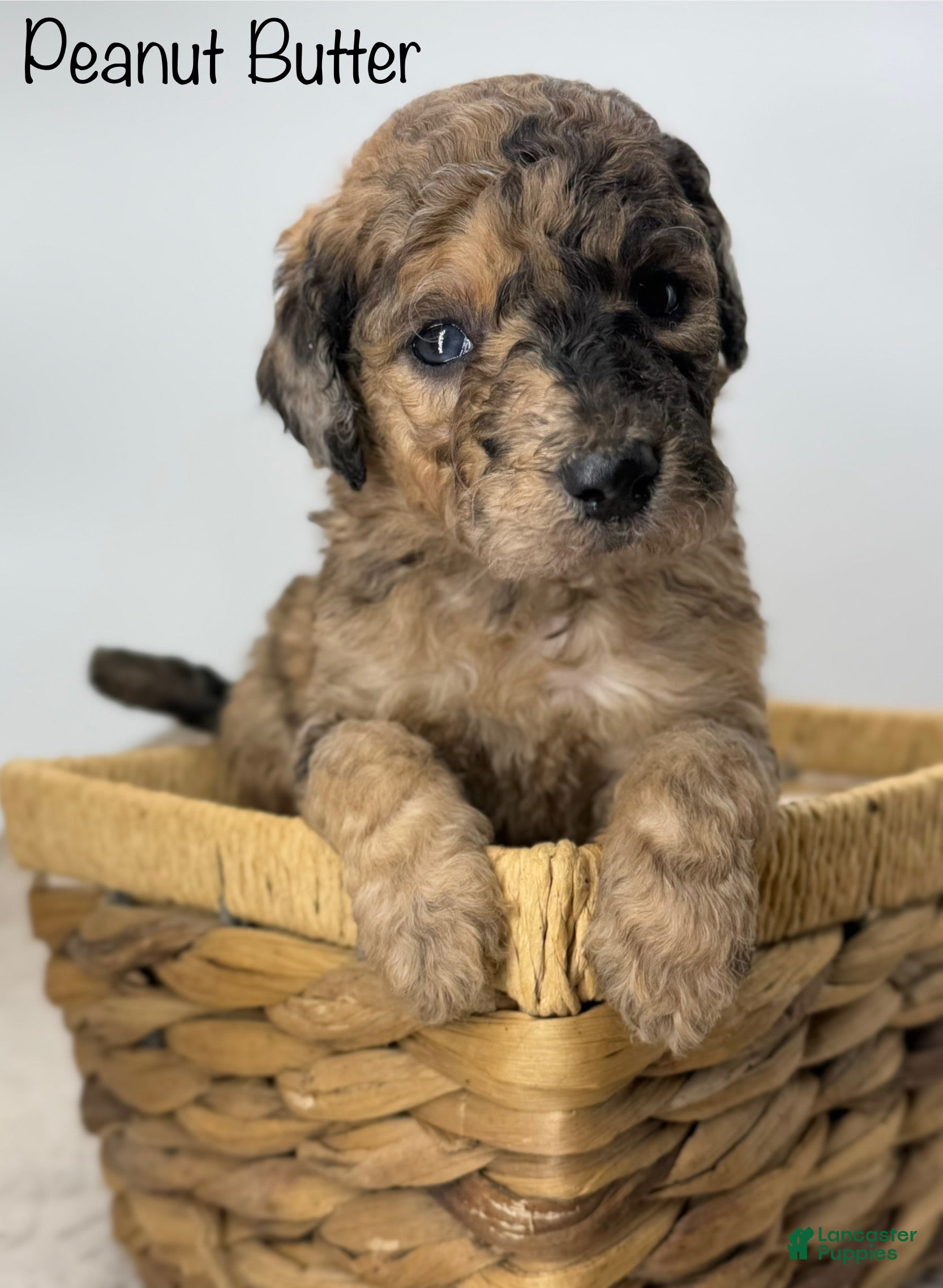 Sheepadoodle dogs Peanut Butter - Ad 11