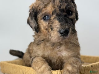 Sheepadoodle dogs Peanut Butter - Ad 14