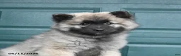 Keeshond dogs for sale: Scout - Ad 5
