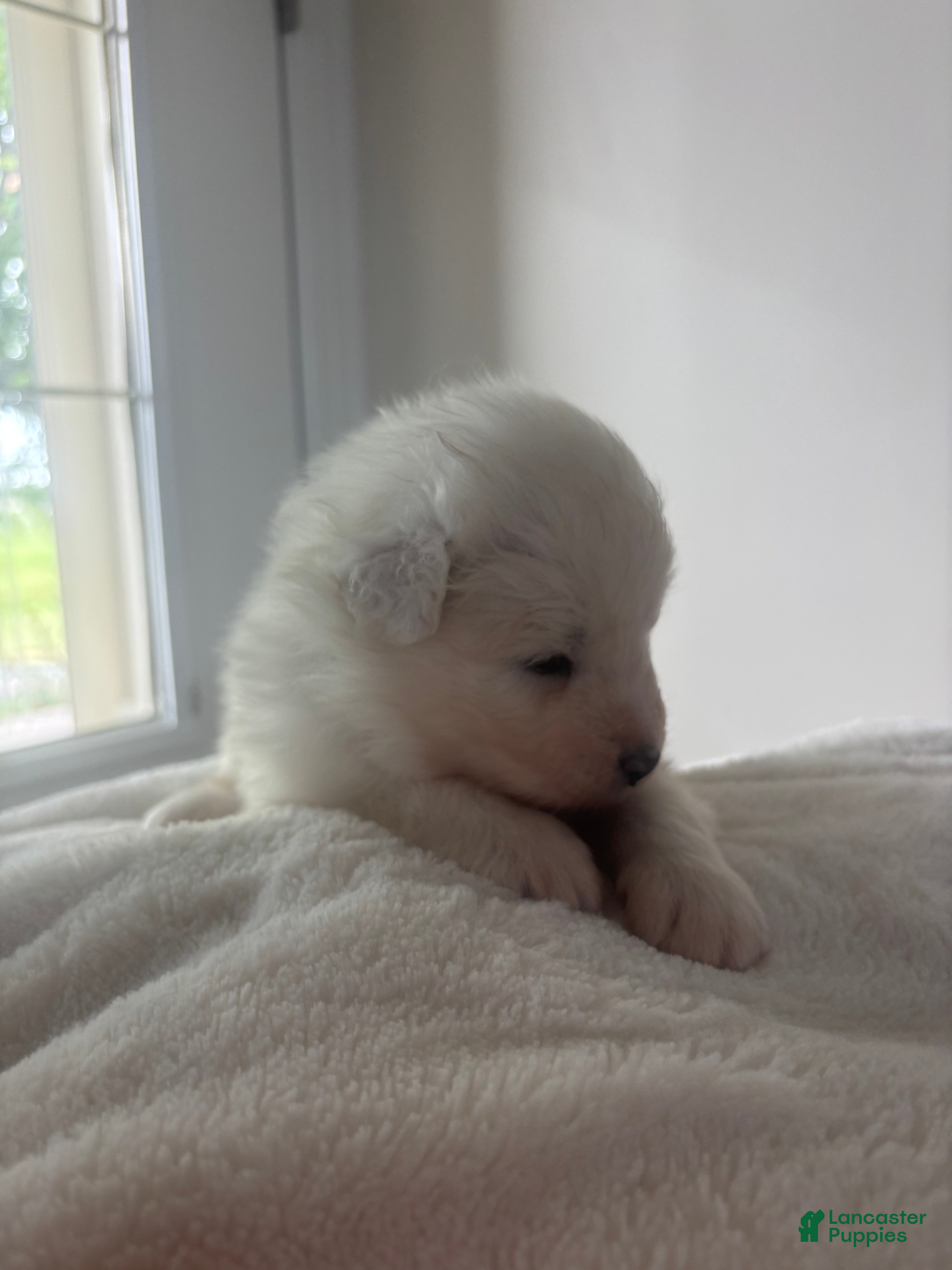 Samoyed dogs Willow - Ad 2