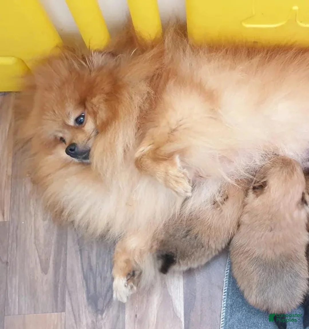 Pomeranian dogs for sale: Maya - Ad 2