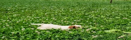 Cavapoo dogs for sale: Panda - Ad 8