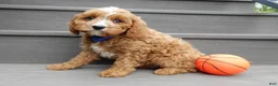 Cavapoo dogs for sale: Scout - Ad 5