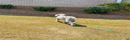 Mini Sheepadoodle dogs for sale: Mini Sheepadoodle 1 - Ad 1
