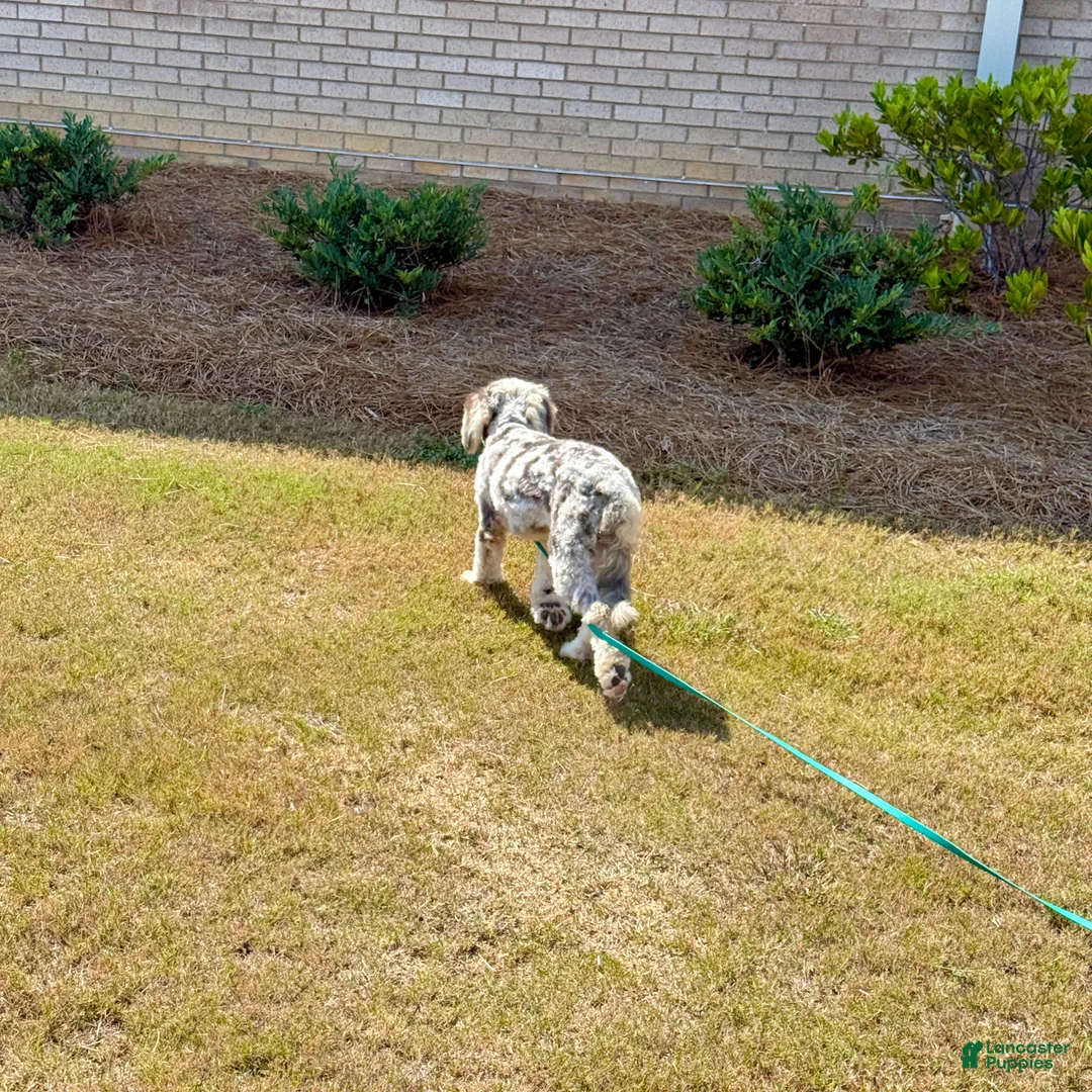 Mini Sheepadoodle dogs for sale: Mini Sheepadoodle 1 - Ad 1