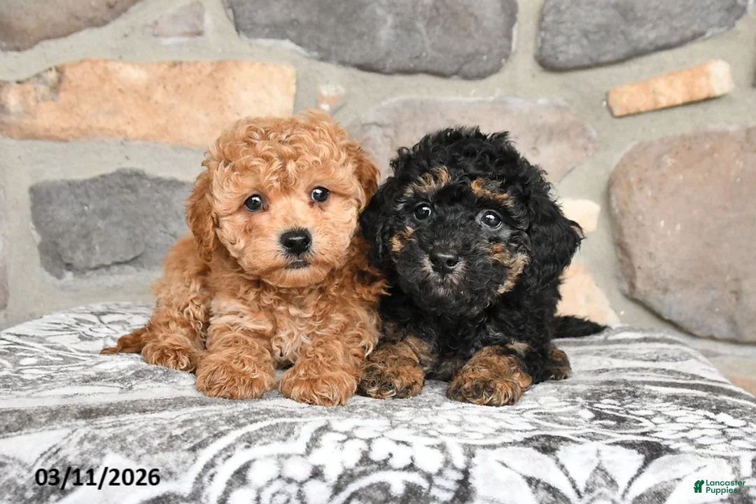 Miniature Poodle dogs for sale: Beamer - Ad 5