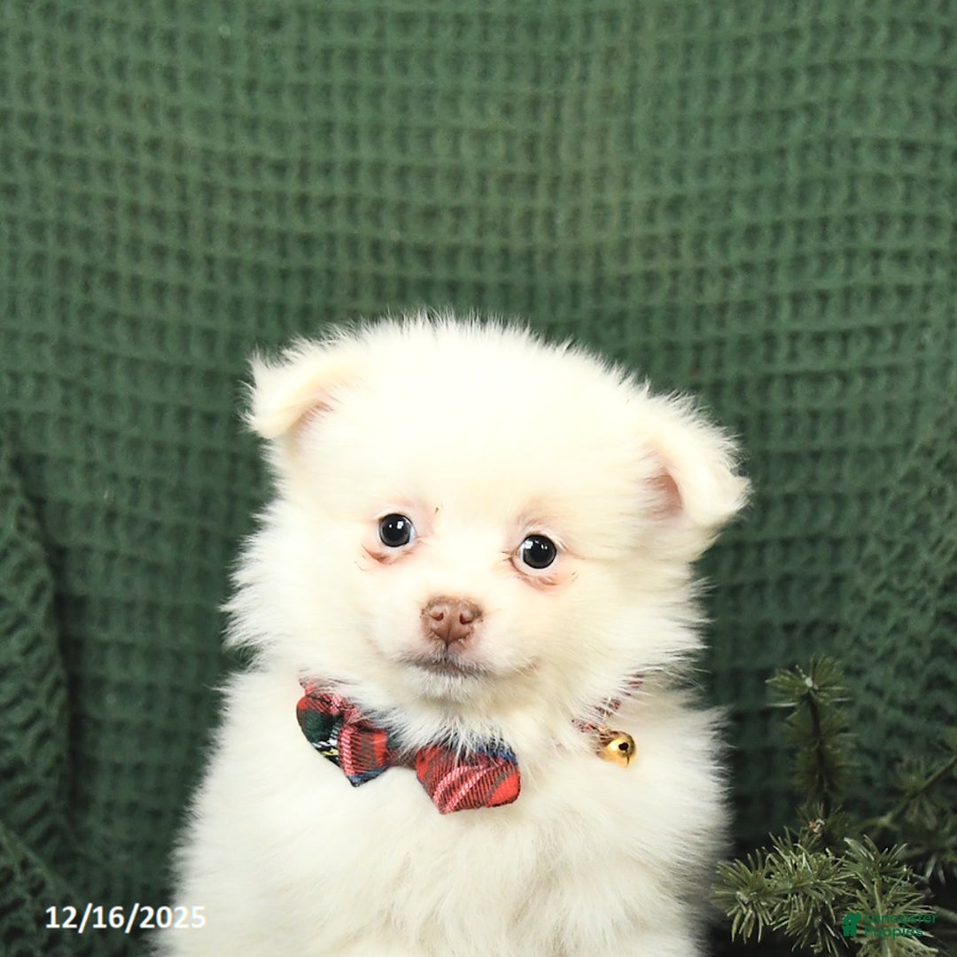 Pomeranian dogs for sale: Snowflake - Ad 4