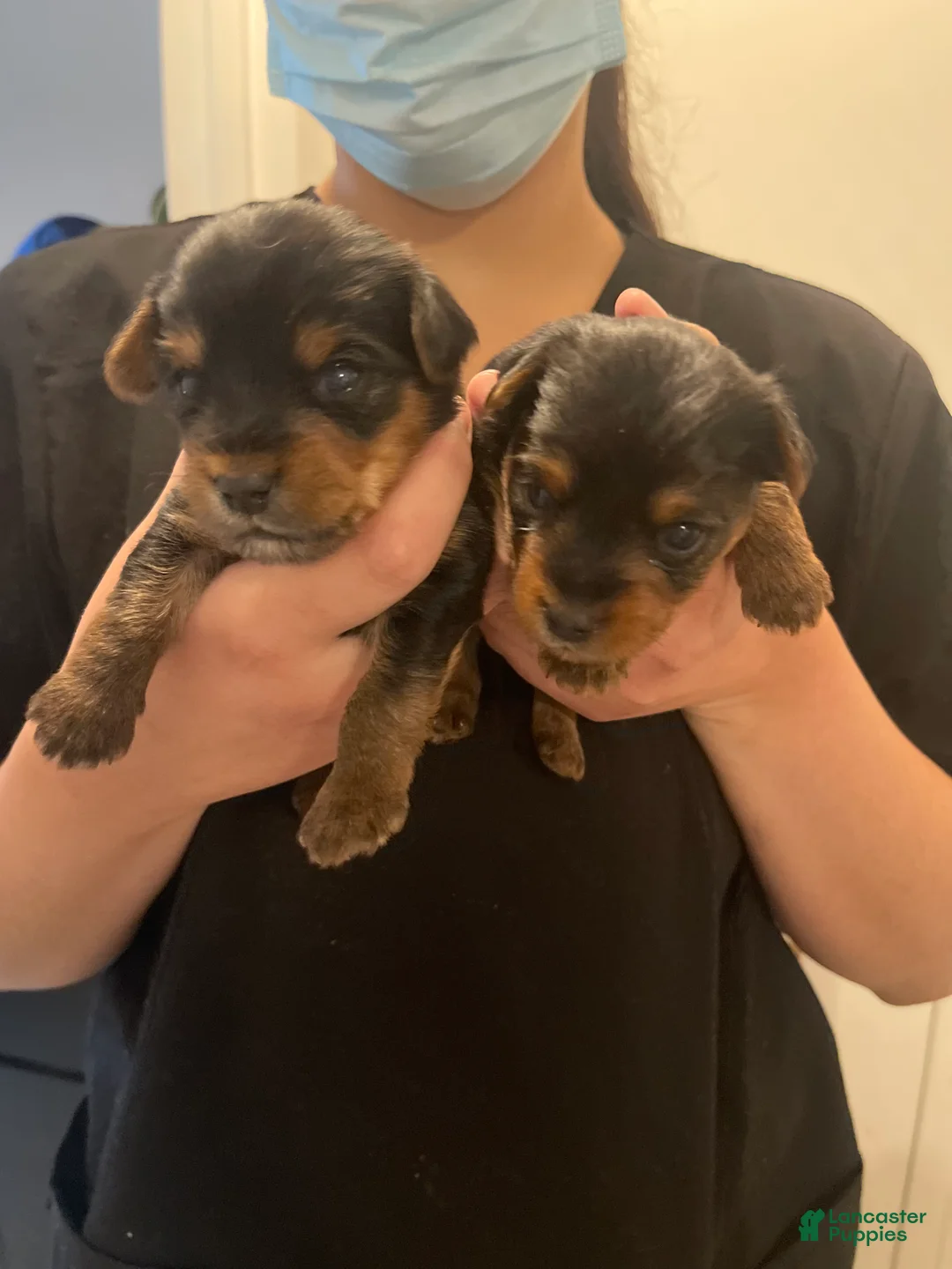 Yorkiepoo dogs for sale: Yorkiepoo Puppy 1 - Ad 2