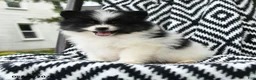 Pomeranian dogs for sale: Gretel - Ad 3
