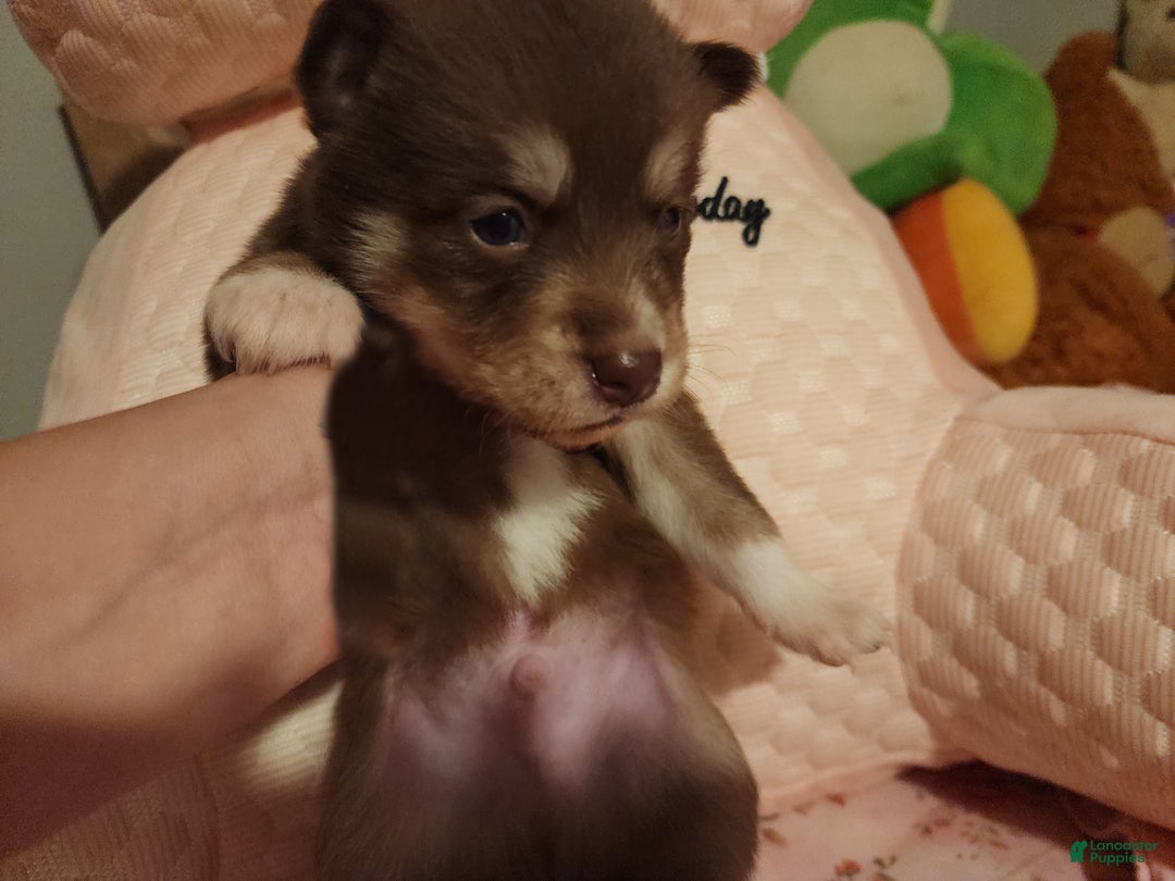Pomsky dogs for sale: Yoshi - Ad 2