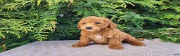 Mini Bernedoodle dogs for sale: Blake - Ad 15