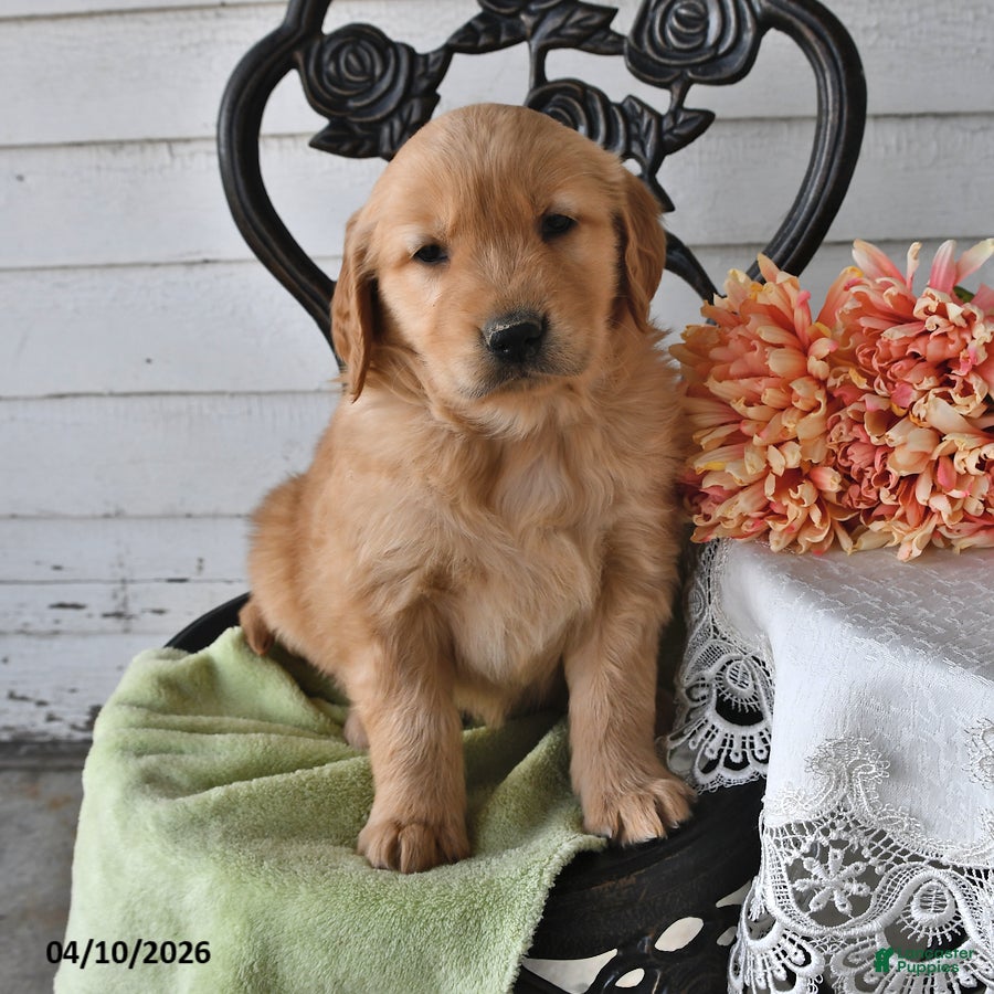 Golden Retriever dogs Boyd - Ad 1