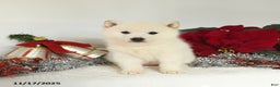 Shiba Inu dogs for sale: Roxy - Ad 5
