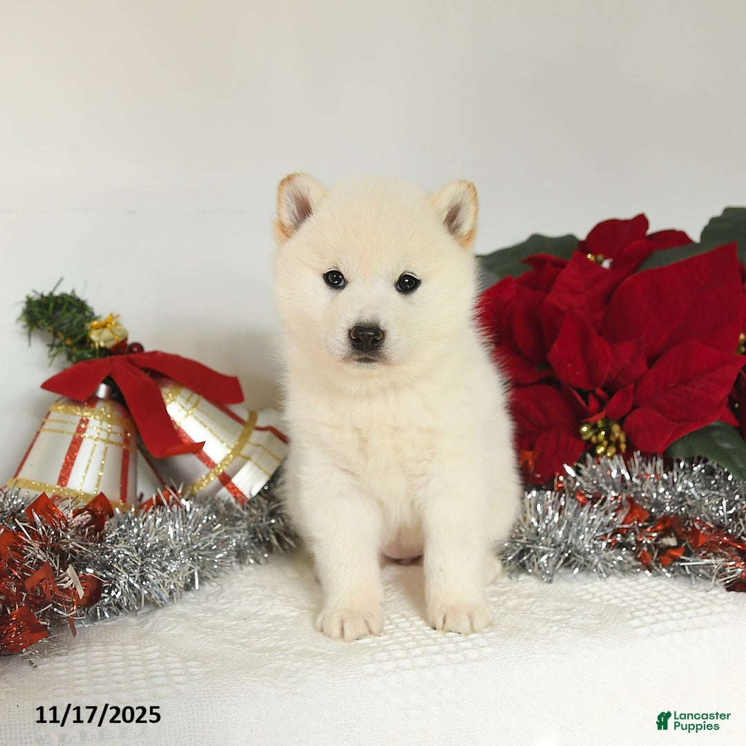 Shiba Inu dogs for sale: Roxy - Ad 5