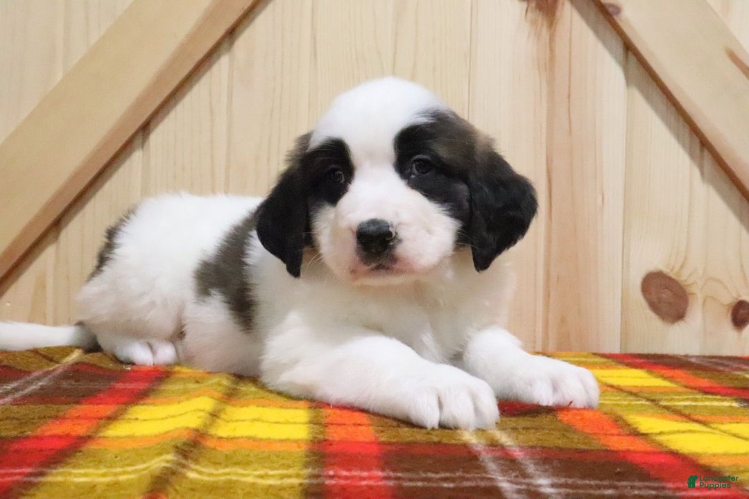 Saint Bernard dogs for sale: Berry - Ad 3