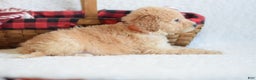 Goldendoodle dogs for sale: Goldendoodle Puppy 7 - Ad 5