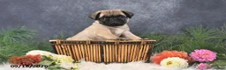 Pug dogs for sale: Nacho - Ad 3