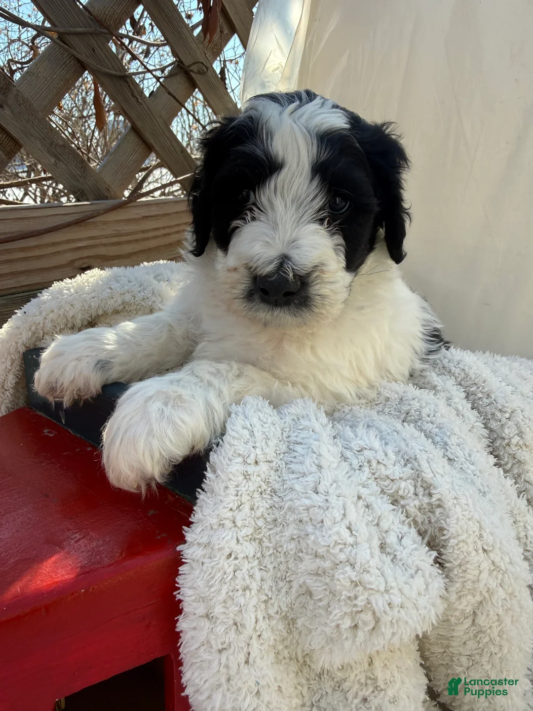 Mixed Breed dogs for sale: Buddy - Ad 3