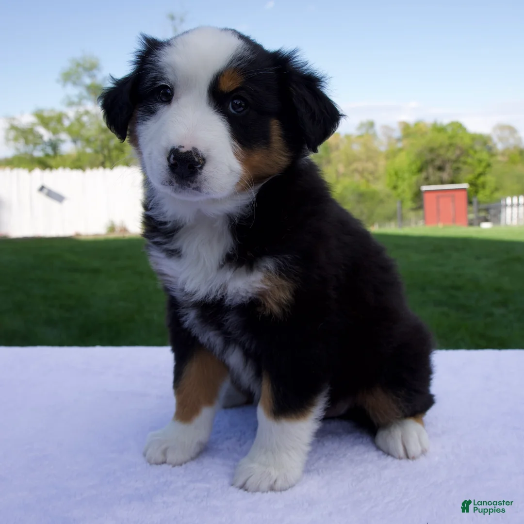 Australian Shepherd dogs for sale: Pilot - Ad 2