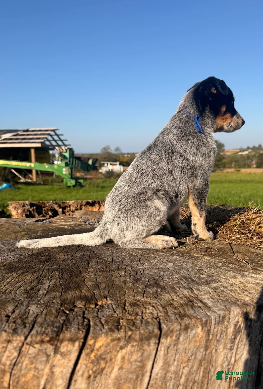 Australian Cattle Dog dogs for sale: Tex - Ad 2