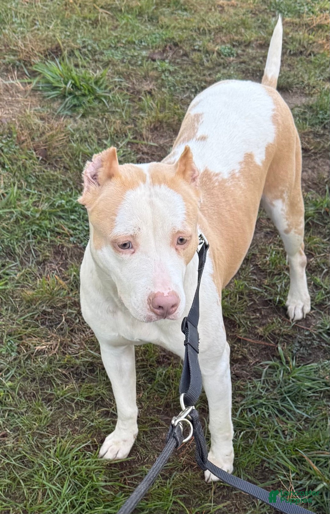 American Bully dogs for sale: Teddy - Ad 16