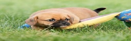 Puggle dogs for sale: Morgan - Ad 4