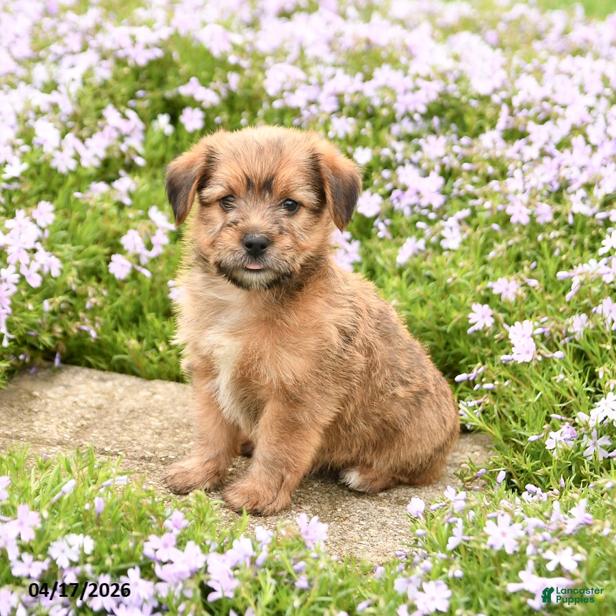 Mixed Breed dogs Duke - Ad 2
