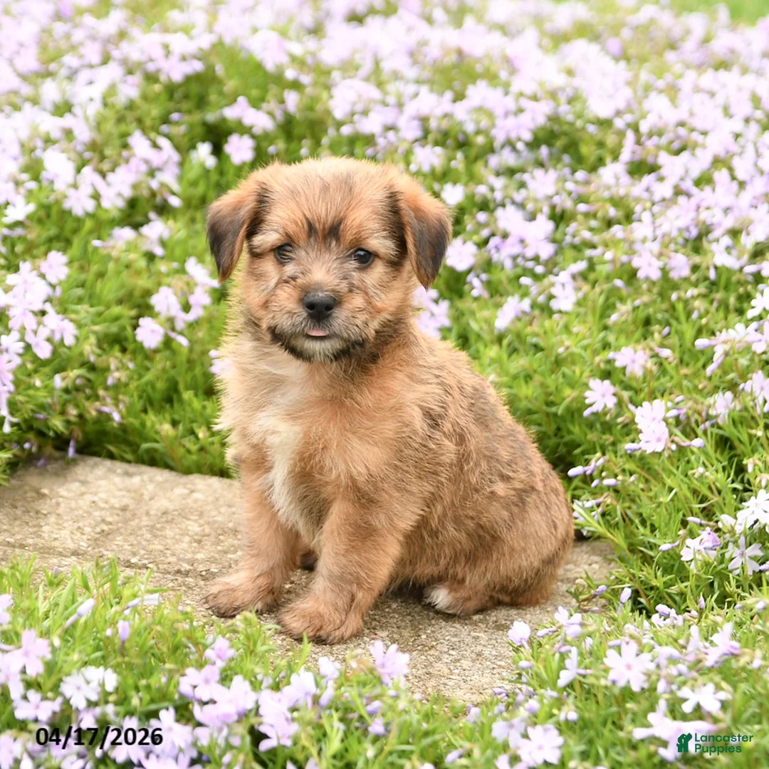 Mixed Breed dogs for sale: Duke - Ad 2