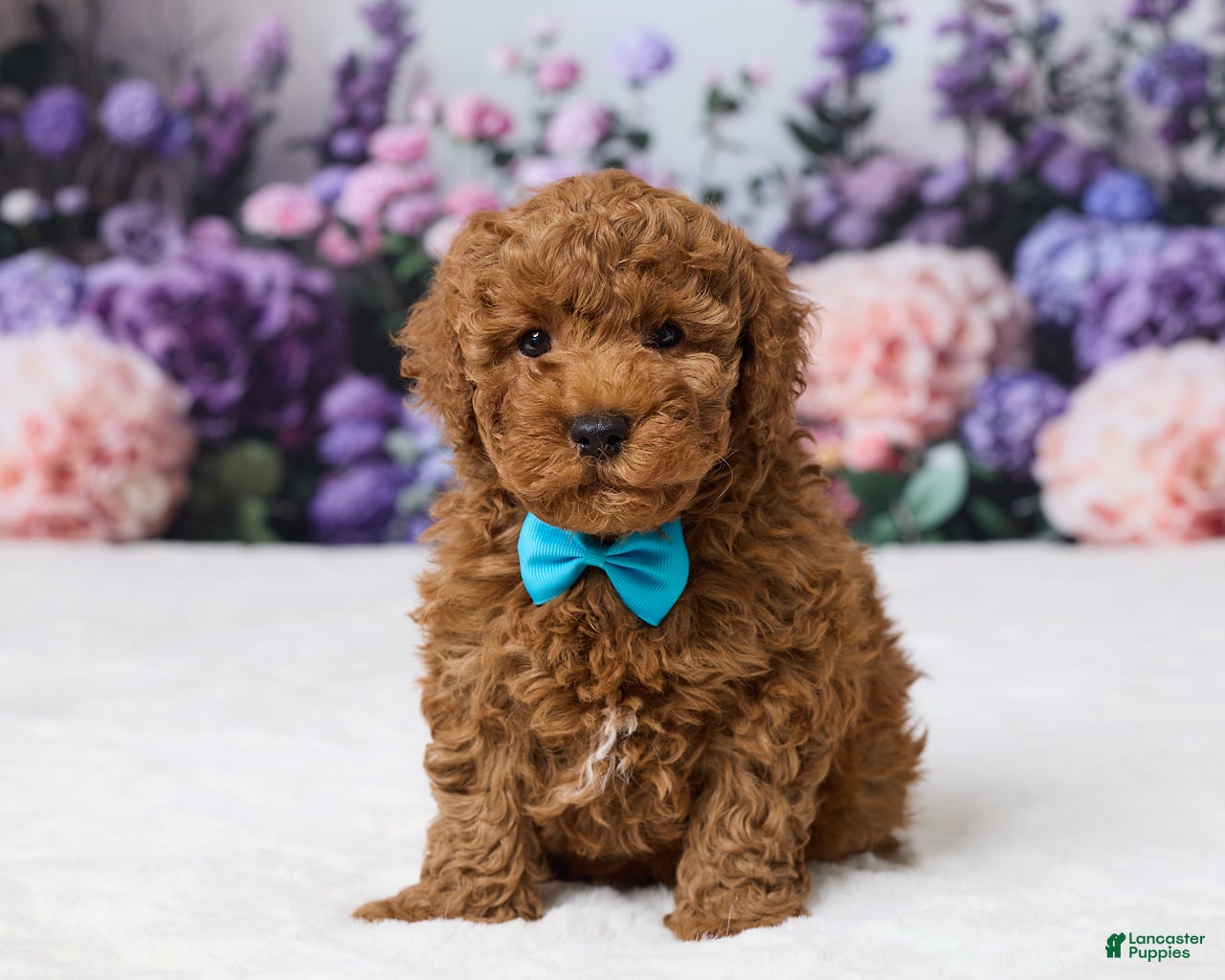 Miniature Poodle dogs Benly - Ad 1