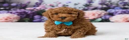Miniature Poodle dogs for sale: Benly - Ad 1