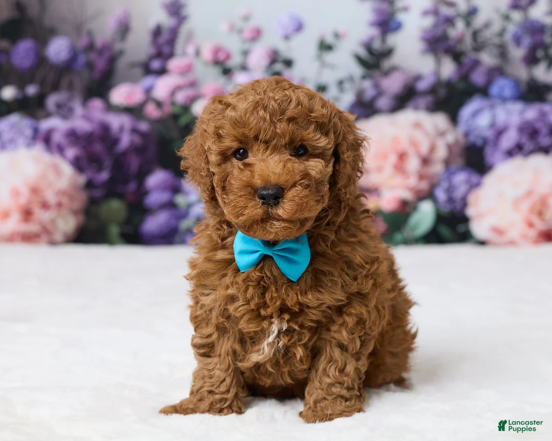 Miniature Poodle dogs for sale: Benly - Ad 1