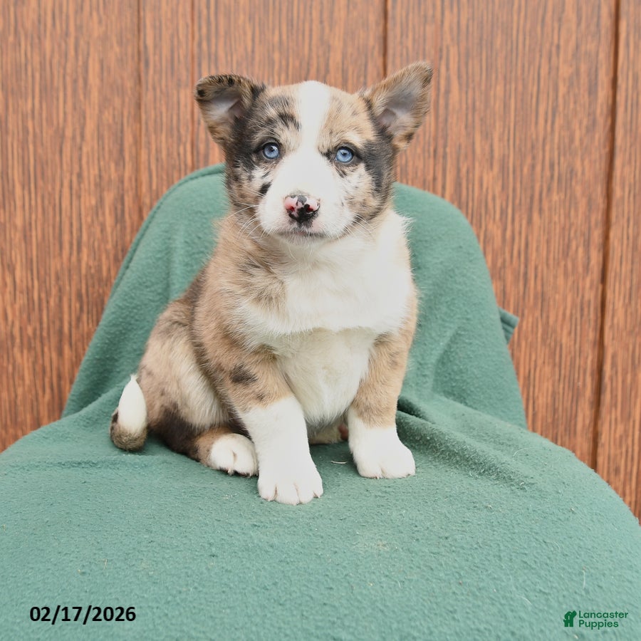 Mixed Breed dogs Able - Ad 1