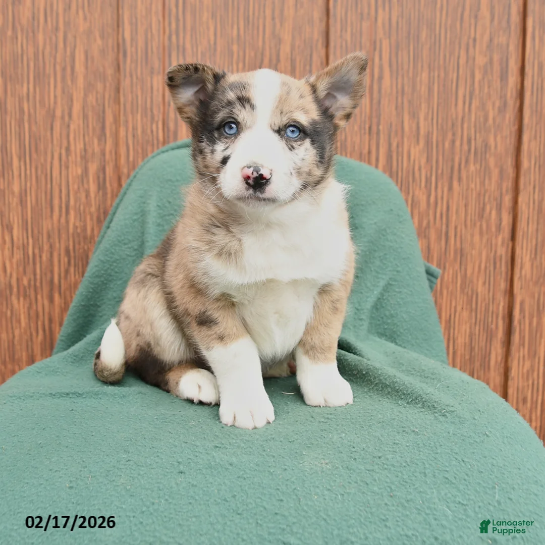 Mixed Breed dogs for sale: Able - Ad 1